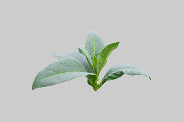 Isolated tobacco leaf and plant with clipping paths.