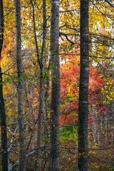 A group of trees in the woods in autumn