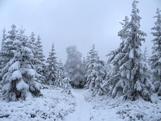 snow covered trees