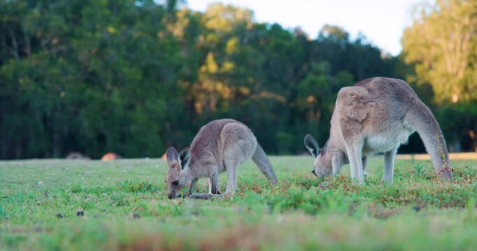Wild Kangaroos and joeys on open grass land in Gold Coast, Queensland, Australia