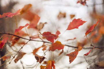 Vivid orange autumn leaves at dusk