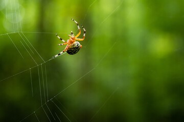 Halloween Spider Builds Its Web