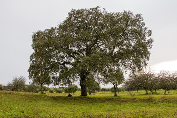 Beautiful tree in a cloudy winter day