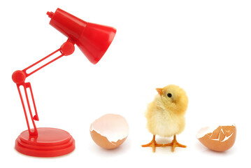 Funny newborn chick is looking in lamp light conceptual scene born in incubator hatcher © Uros Petrovic