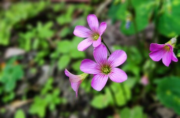 Violet wood-sorrel,Pink and white flowers, Oxalis violacea, the violet wood-sorrel, is a perennial plant and herb in the family Oxalidaceae. Oxalis species are also known as sour grass, sour trefoil.