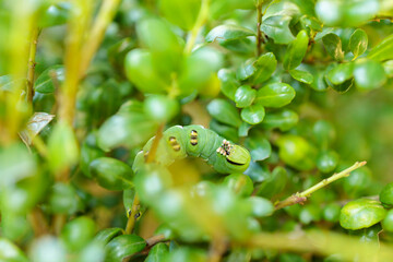 イヌツゲについたコエビガラスズメの幼虫