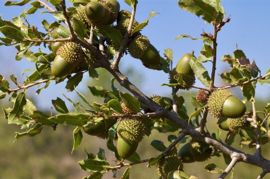 portuguese oak branch with acorns