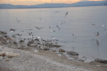 Fototapeta premium Sea landscape with sea gulls landing and flying over the beach. Sea gulls flying over the sea. Blue sky and horizon in Background.. seagulls on the beach