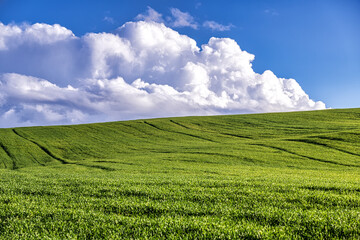 Naklejka premium Green field and blue sky with clouds