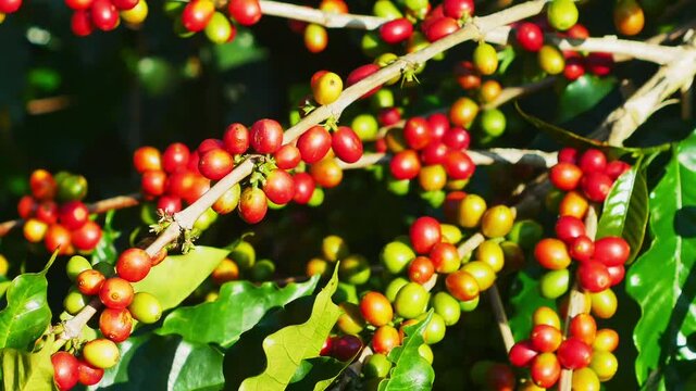 Coffee bean berry plant fresh seed coffee tree growth 