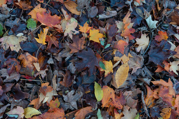 Colorful Autumn Leaves Background at Central Park in New York City