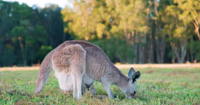 Wild Kangaroos and joeys on open grass land in Gold Coast, Queensland, Australia