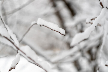 A tree branch in the snow as a textured background. Snowy nature. Winter background.Beautiful atmospheric abstract postcard with copy space
