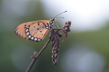 Fototapeta na wymiar butterfly on a dry leaf twig