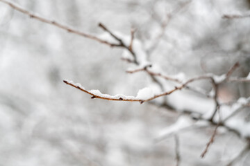 A tree branch in the snow as a textured background. Snowy nature. Winter background.Beautiful atmospheric abstract postcard with copy space