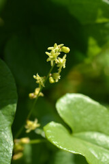 Black bryony