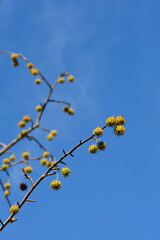 American sweetgum
