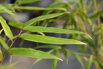 Umbrella bamboo Asian Wonder