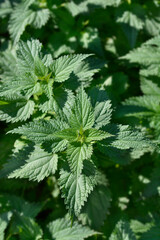 Common Nettle