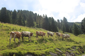 Reihe von Kühen in den Bergen
