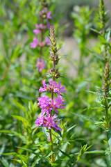 Purple loosestrife