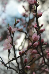 Kirschblüten im Frühling