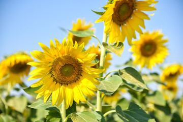 Beautiful yellow flower with bright sunlight. Sunflower natural background against the blue sky. Sunflower blooming. Close-up of sunflower. Agricultural industry, production of sunflower oil,