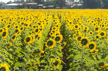 Beautiful yellow flower with bright sunlight. Sunflower natural background against the blue sky. Sunflower blooming. Close-up of sunflower. Agricultural industry, production of sunflower oil.