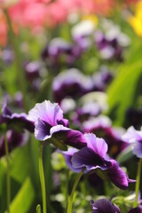 Lila Blumen in grüner Wiese