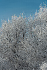 Trees in snow at cold winter day