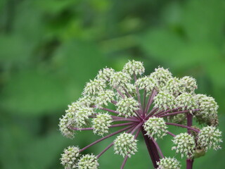 beautiful rare plant differently little seen in surprising natural way