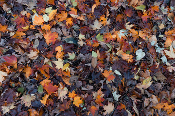 Colorful Autumn Leaves Background at Central Park in New York City