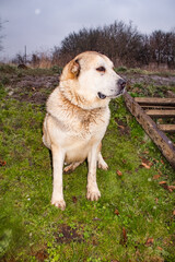 An adult thoroughbred dog sits on the grass in a yard in late autumn on a slope 