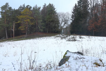 view over a snow covered meadow in front of a forest