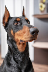 Portrait of a dog Doberman breed close-up in a city apartment.