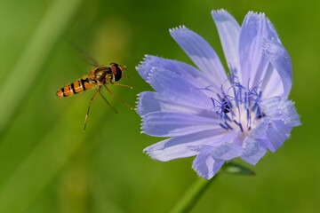 Hainschwebfliege an einer Wegwarte