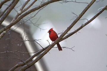 Cardinal