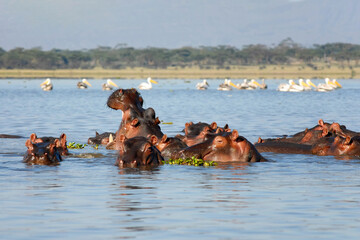 Hippos in the lake. Lake Naivasha national park, Kenya.
