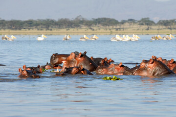 Hippos in the lake. Lake Naivasha national park, Kenya.