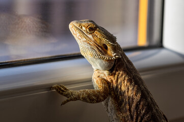Detail of Bearded dragon (pogona) looking out of the window
