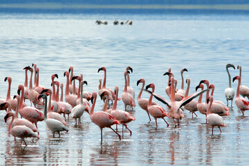 Obraz premium Flamingos in the lake. Nakuru Lake national park, Kenya.