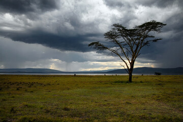 Savanna landscape with a tree and stormy sky. Nakuru Lake national park, Kenya.