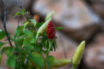 bud of a plant