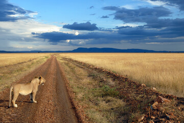 Young lion on the dirt road on the background of dramatic cloudy sky. Maasai Mara National Reserve, Kenya.