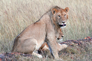 Lions in the savanna. Maasai Mara National Reserve, Kenya.