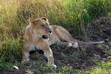 Lioness laying in the grass. Maasai Mara National Reserve, Kenya.