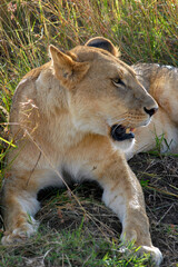 Naklejka na ściany i meble Lioness laying in the grass. Maasai Mara National Reserve, Kenya.