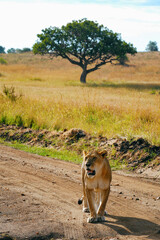 Lioness on the dirt road in savanna. Maasai Mara National Reserve, Kenya.