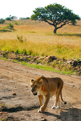 Lioness on the dirt road in savanna. Maasai Mara National Reserve, Kenya.