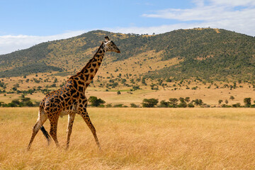 Giraffe walks on the savanna. Maasai Mara National Reserve, Kenya.